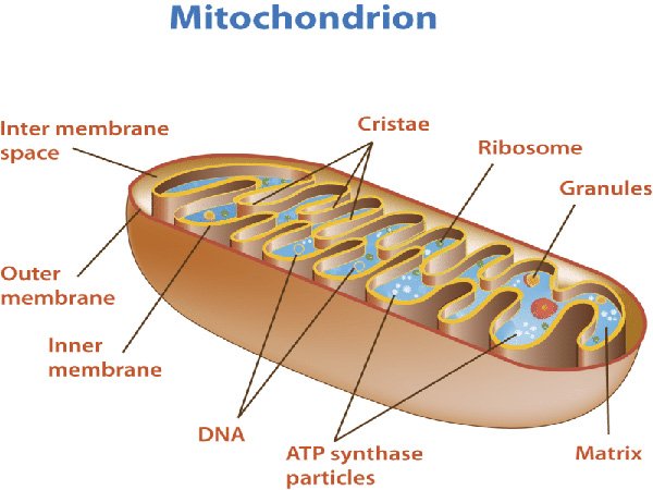 Detailed structure of mitochondria showing the inner and outer membranes where mitochondrial health supplements work